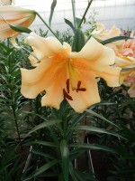 [4142 Eudoxia No02.JPG]